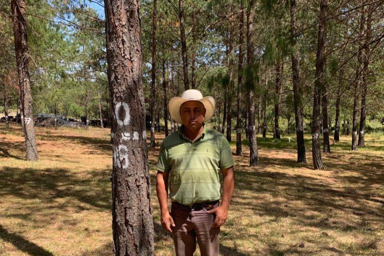 El bosque comunitario que se transformó en una semilla de empleos en México
