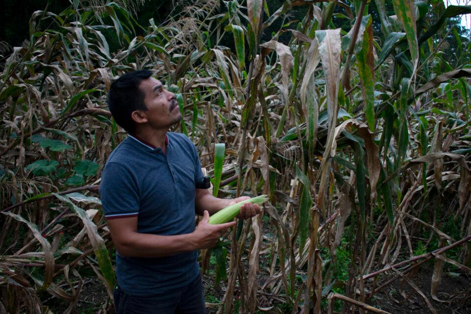 Refugiados de Guatemala cumplen 40 años de haber llegado a México