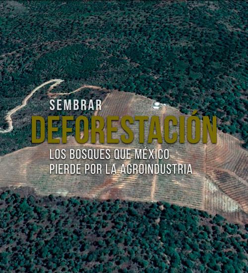 Imagen Sembrando deforestación en México