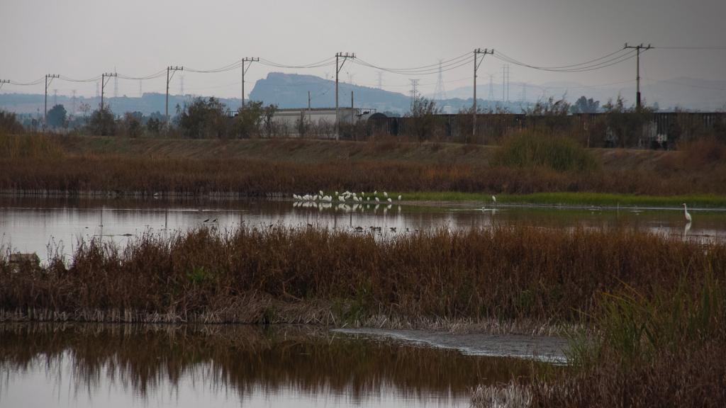 Lago de Texcoco se resiste a desaparecer