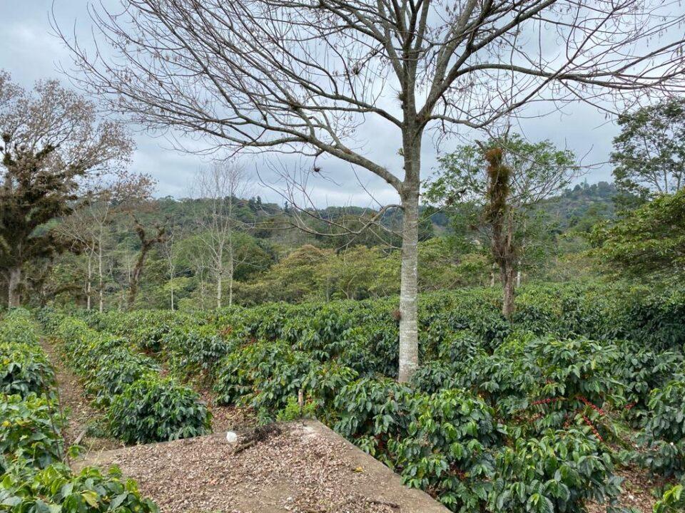 Detrás de una taza de café… un esfuerzo por generar progreso