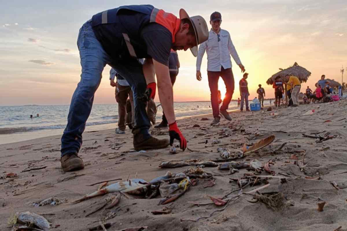 Investigan posible marea roja en Sinaloa, tras hallazgo de peces muertos en playas de Ahome