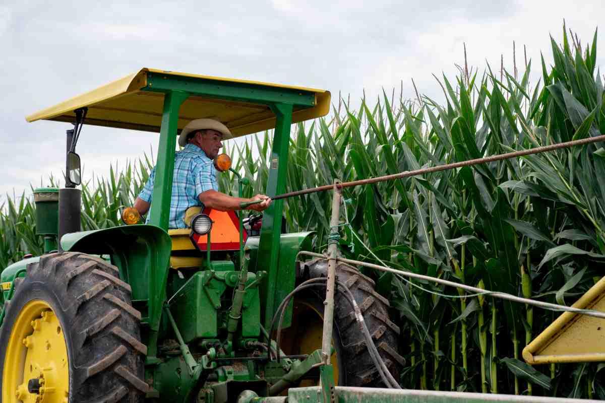 Ante prohibición del maíz transgénico para uso humano, EU solicita panel de resolución con México